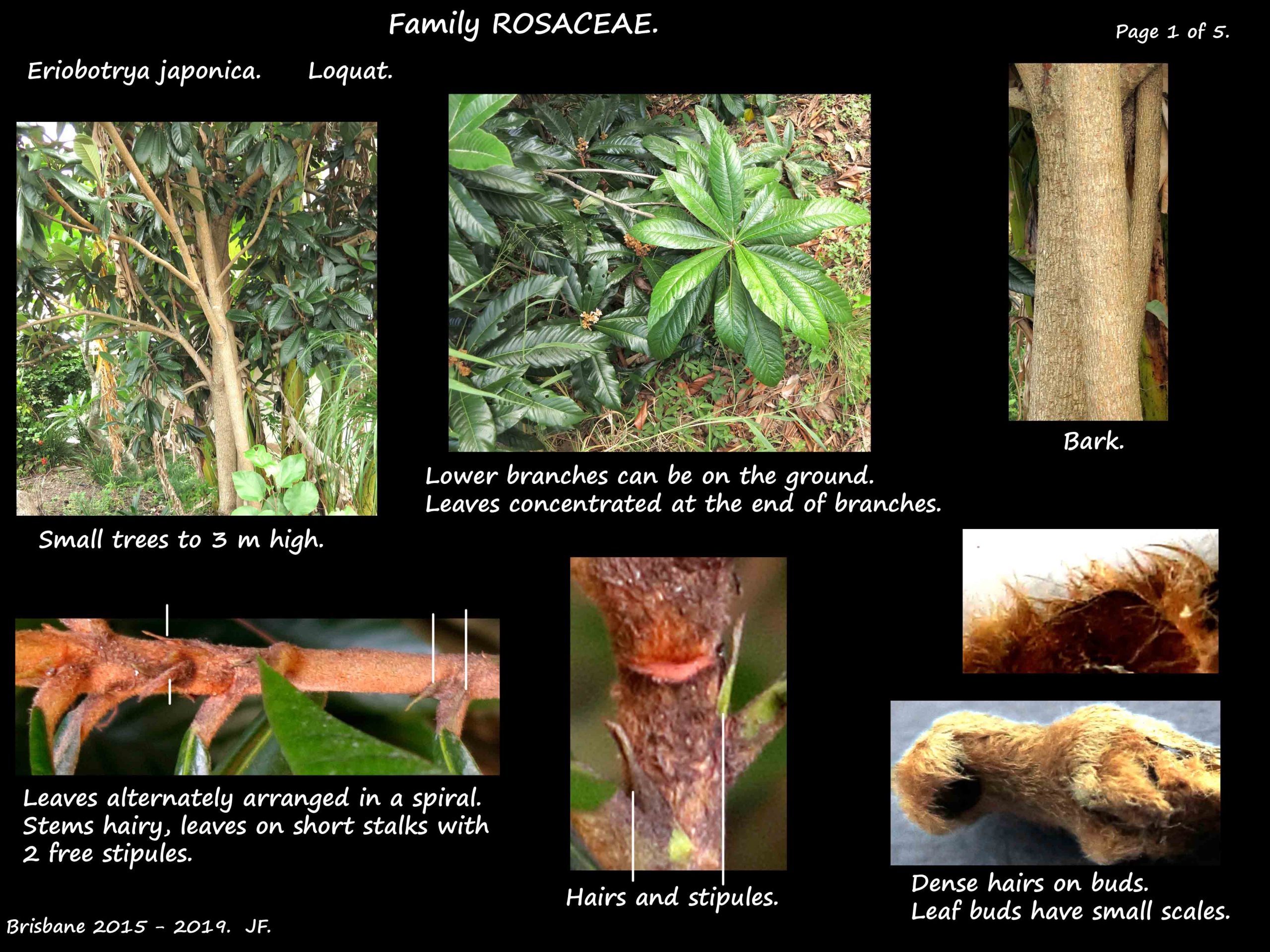 1 Eriobotrya japonica tree & stems